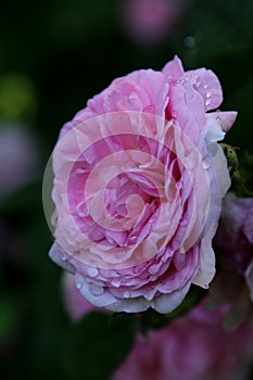 Pink pastele color flower and layered petals of  the  cabbage ros